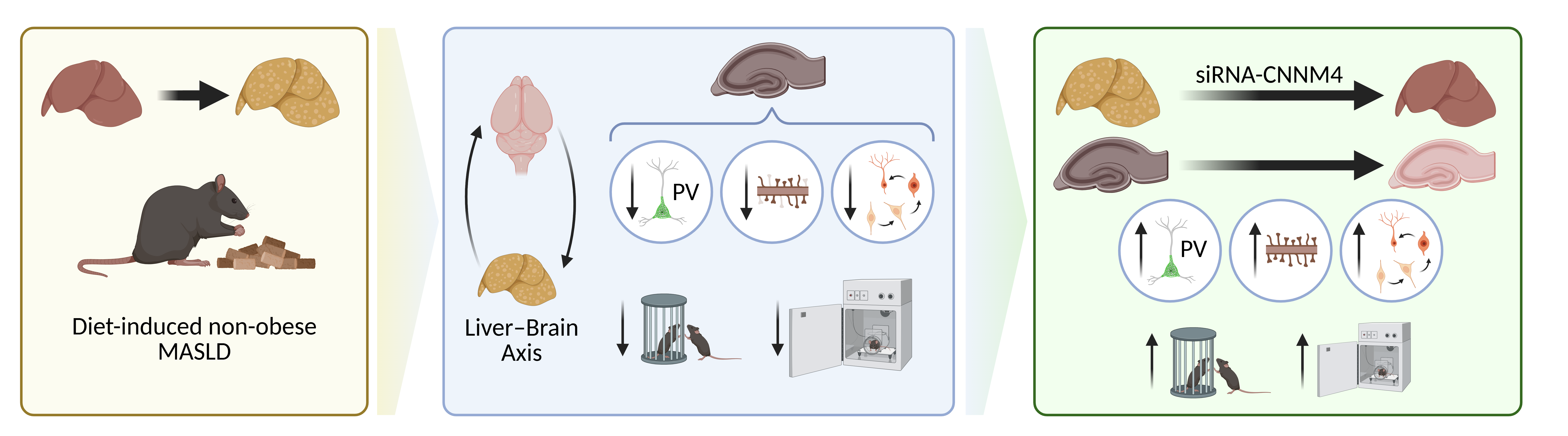 Un estudio revela la conexión entre hígado y cerebro en la enfermedad hepática metabólica Ilustración