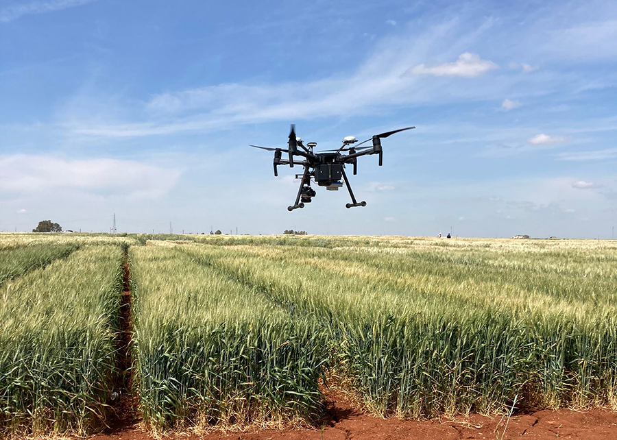 dron sobre cultivo