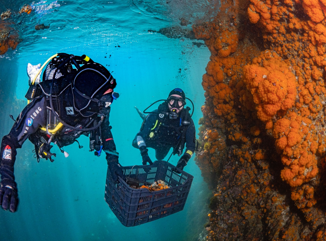 Rescate de colonias. Imágenes cedidas por la Asociación Hombre y Territorio