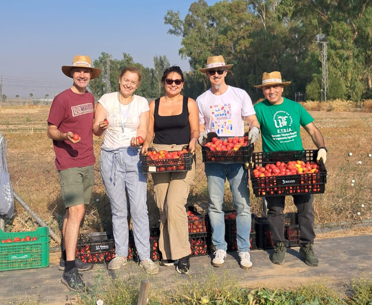 Recolección solidaria de tomates en las instalaciones de la ETSIA