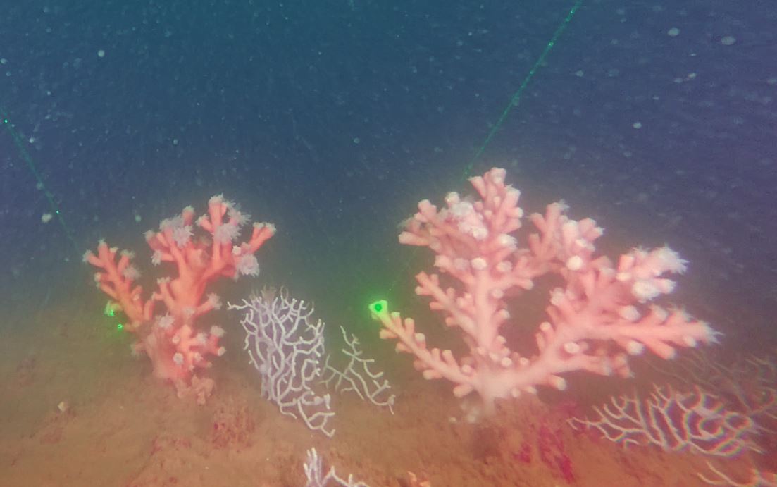 Coral Dendrophyllia ramea