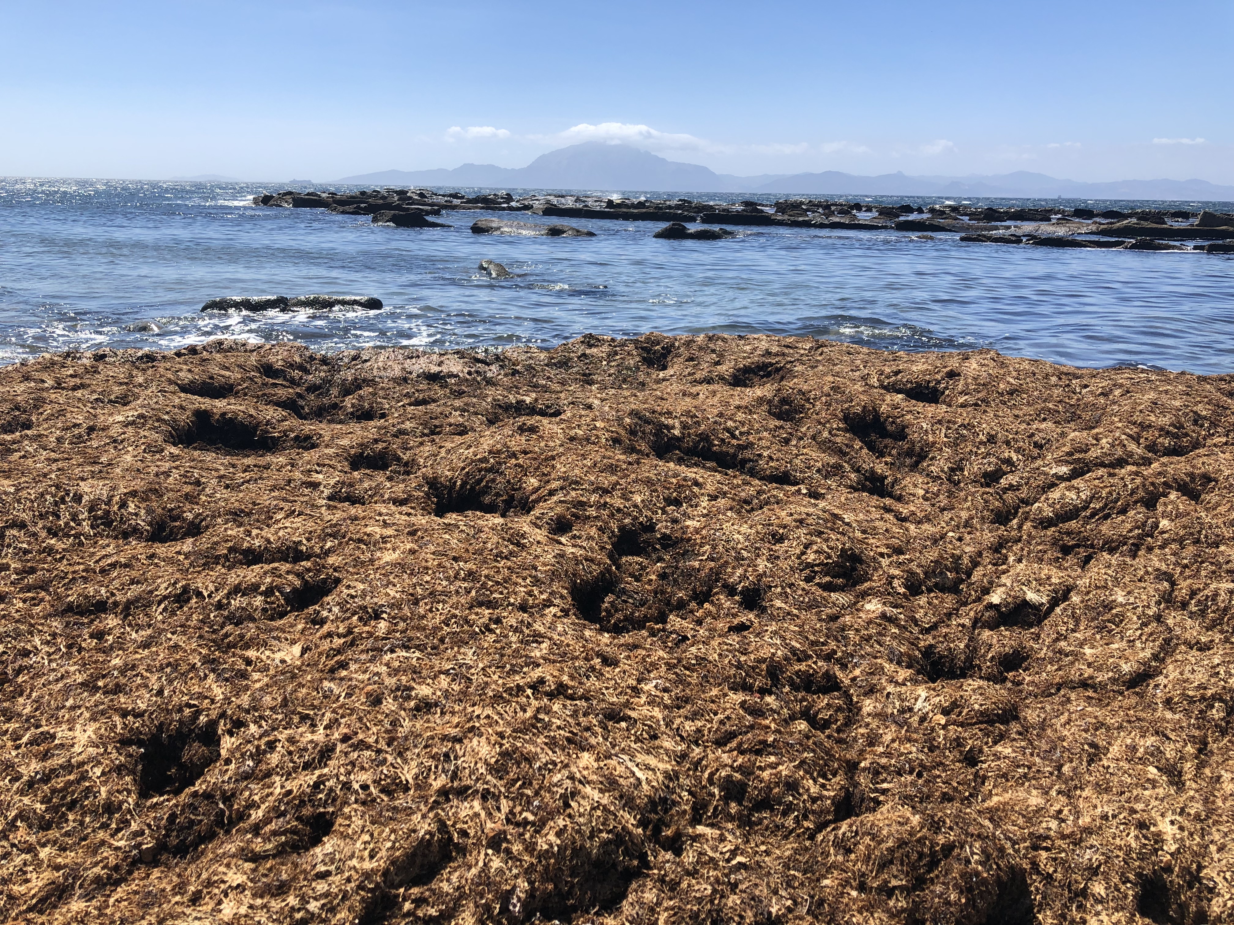 Acumulación de algas en el litoral
