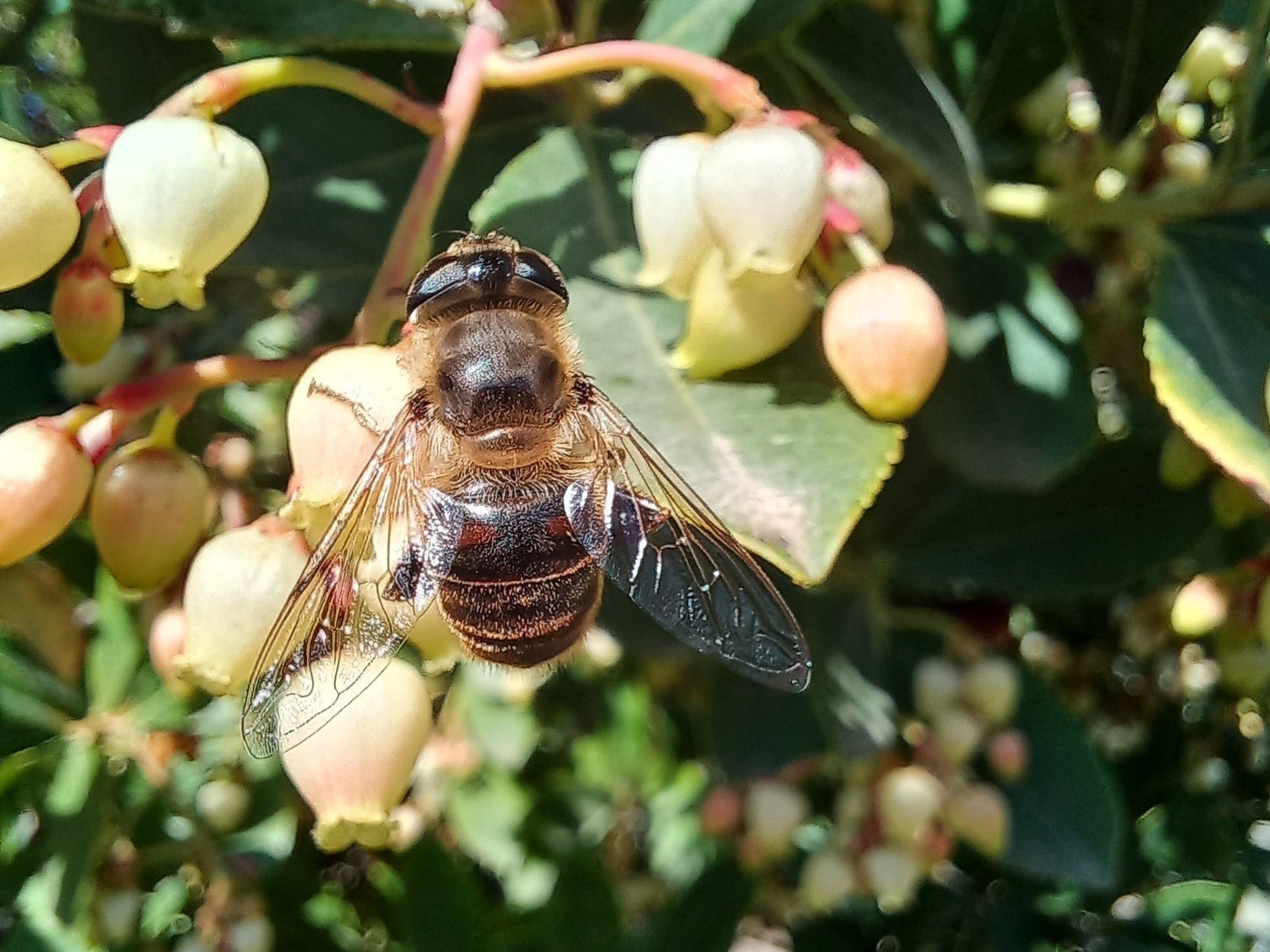 Hembra de la mosca zángano europea (Eristalis tenax) en un madroño