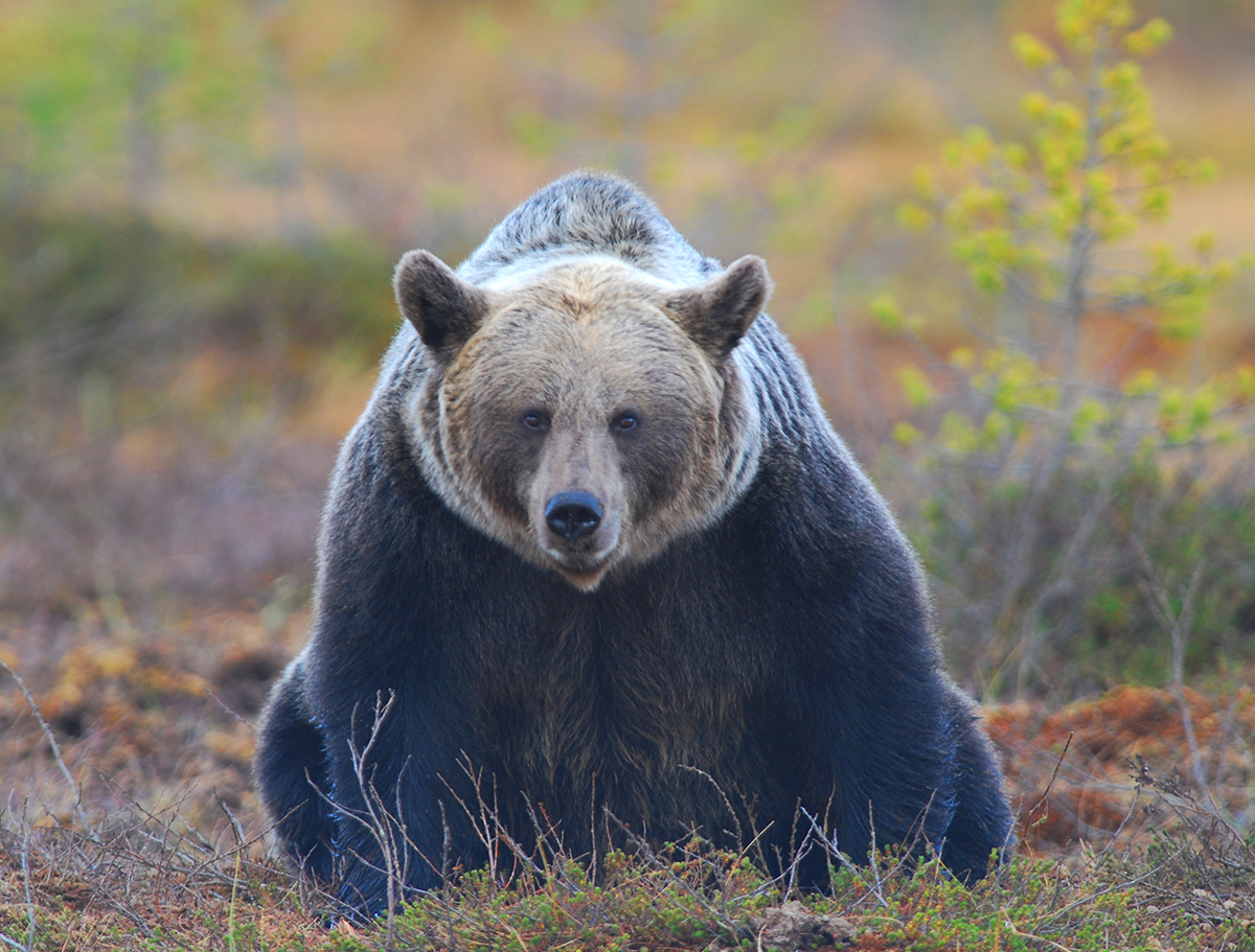 Oso pardo