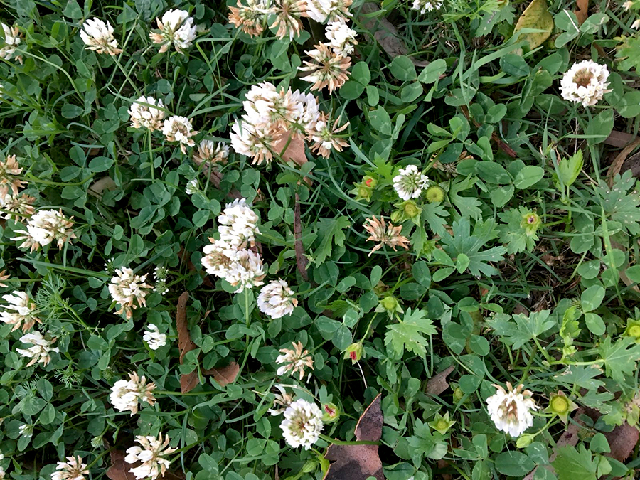 Trébol blanco