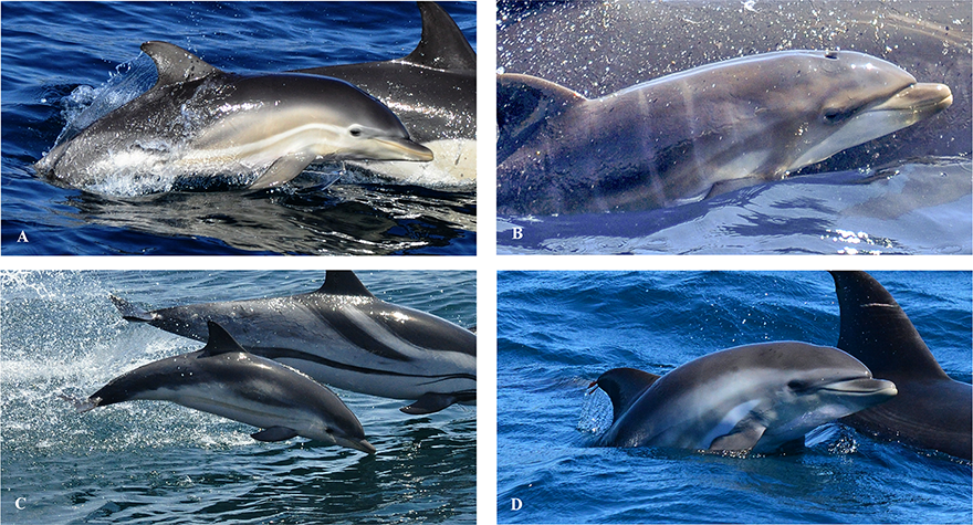 Delfines nadando