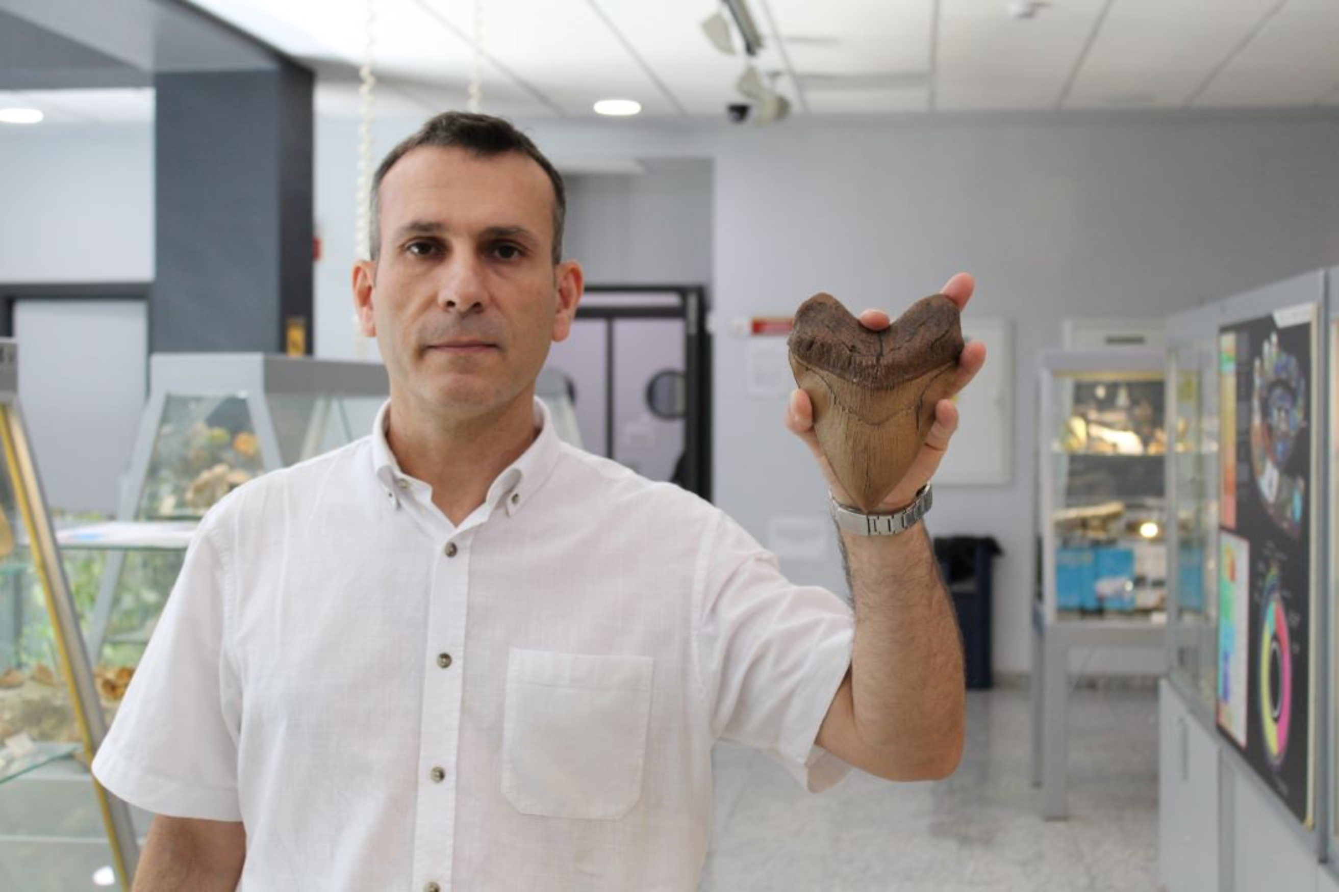 Antonio Romero Baena, director del Museo de Geología y profesor del Departamento de Cristalografía, Mineralogía y Química Agrícola muestra una réplica a tamaño natural de un diente de megalodón