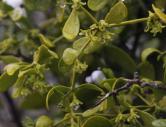 Las flores verdes necesitan el amarillo para destacar en su entorno y sobrevivir